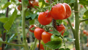 Tomato Plant in Dream