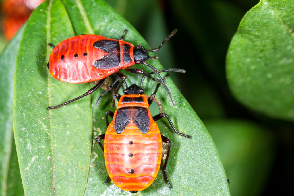 Bugs, Something Bugging You, Dreams, Dream Interpretation, He Speaks Media,