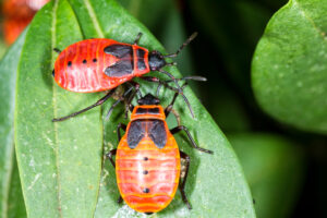 Bugs, Something Bugging You, Dreams, Dream Interpretation, He Speaks Media,